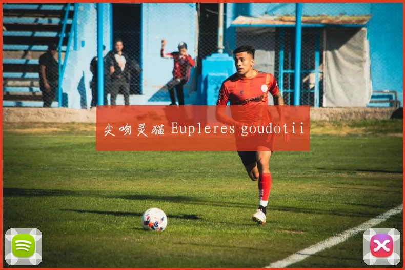尖吻灵猫 Eupleres goudotii